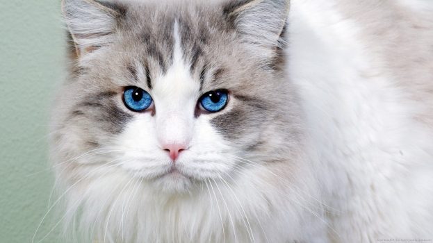 صور قطط عيون زرقاء